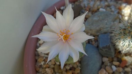 Turbinicarpus lophophoroides