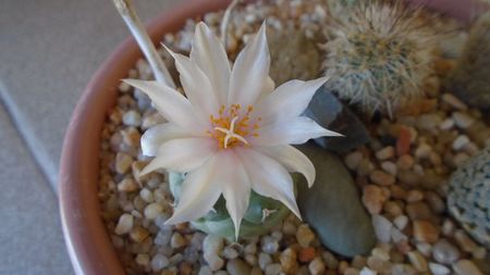 Turbinicarpus lophophoroides