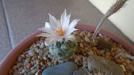 Turbinicarpus lophophoroides