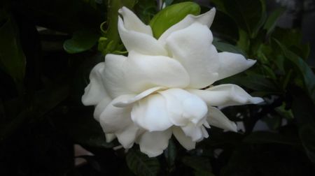 Gardenia