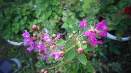 Lagerstroemia indica