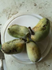 bananute pawpaw