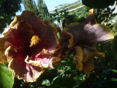 P1460461