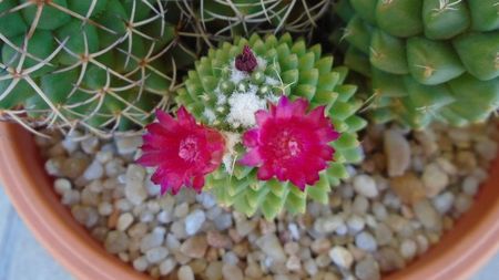 Mammillaria polythele cv. Stachellos & Mammillaria polythele ssp. obconella; Colonie formata din 3 varietati de Mammillaria polythele
