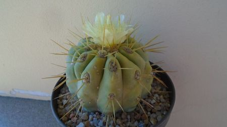 Copiapoa haseltoniana