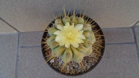 Copiapoa haseltoniana