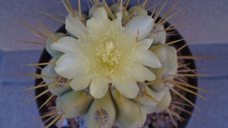 Copiapoa haseltoniana