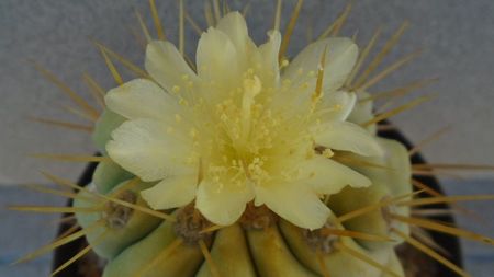 Copiapoa haseltoniana