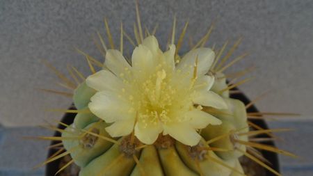 Copiapoa haseltoniana