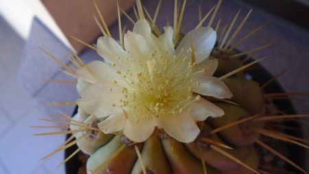 Copiapoa haseltoniana