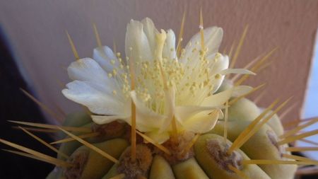 Copiapoa haseltoniana