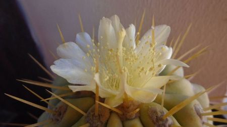 Copiapoa haseltoniana