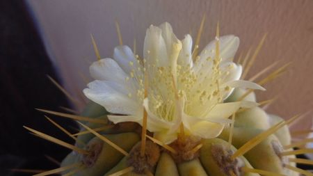 Copiapoa haseltoniana