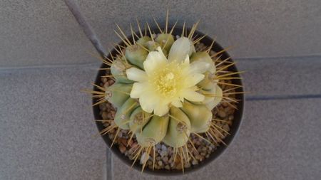 Copiapoa haseltoniana