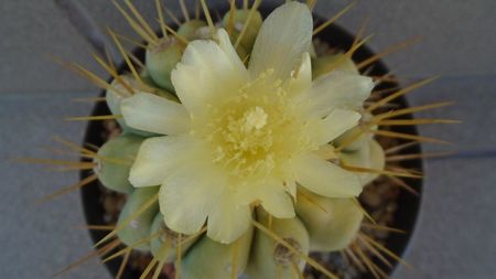 Copiapoa haseltoniana