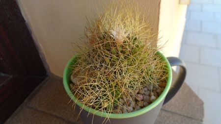 Mammillaria decipiens ssp. camptotricha