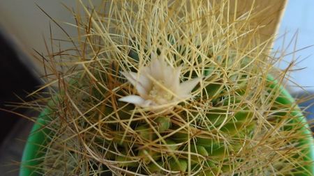 Mammillaria decipiens ssp. camptotricha