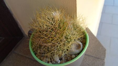 Mammillaria decipiens ssp. camptotricha