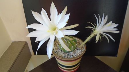 Echinopsis ancistrophora (Echinopsis subdenudata)