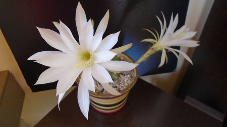 Echinopsis ancistrophora (Echinopsis subdenudata)