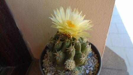 Thelocactus leucacanthus