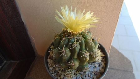 Thelocactus leucacanthus