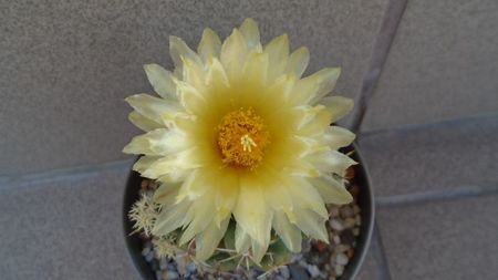 Thelocactus leucacanthus