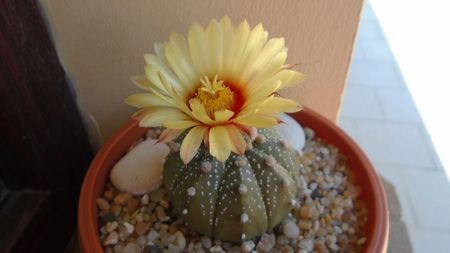 Astrophytum asterias hb.