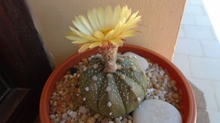 Astrophytum asterias hb.