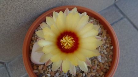 Astrophytum asterias hb.