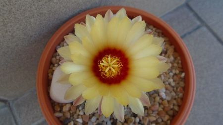 Astrophytum asterias hb.