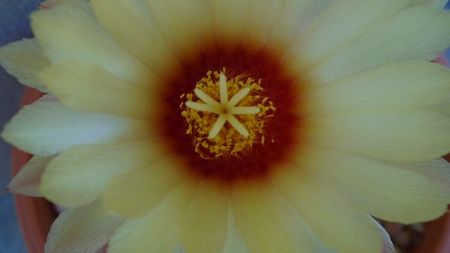 Astrophytum asterias hb.