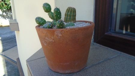 Echinocereus viridiflorus & Opuntia sp.