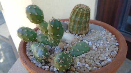 Echinocereus viridiflorus & Opuntia sp.