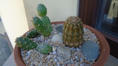 Echinocereus viridiflorus & Opuntia sp.