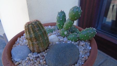 Echinocereus viridiflorus