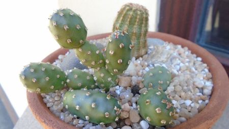 Echinocereus viridiflorus & Opuntia sp.