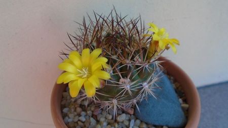 Weingartia lanata (Rebutia neocumingii)