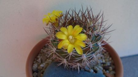 Weingartia lanata (Rebutia neocumingii)