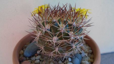 Weingartia lanata (Rebutia neocumingii)