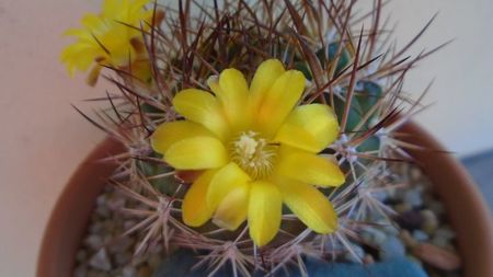 Weingartia lanata (Rebutia neocumingii)