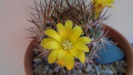 Weingartia lanata (Rebutia neocumingii)