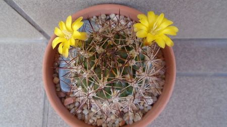 Weingartia lanata (Rebutia neocumingii)