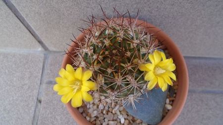 Weingartia lanata (Rebutia neocumingii)