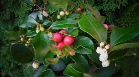 Gaultheria procumbes