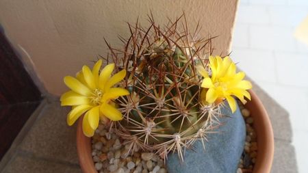 Weingartia lanata (Rebutia neocumingii)