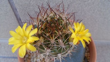 Weingartia lanata (Rebutia neocumingii)