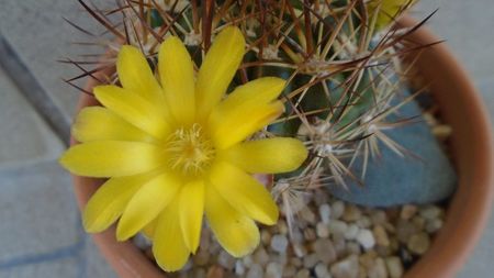 Weingartia lanata (Rebutia neocumingii)