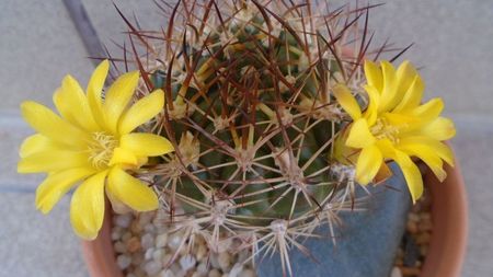 Weingartia lanata (Rebutia neocumingii)