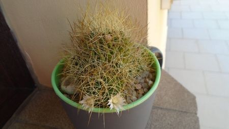 Mammillaria decipiens ssp. camptotricha